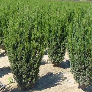 Тисс средний 'Hillii' (Taxus media 'Hillii')